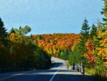 A road with trees with trees on either side during Fall